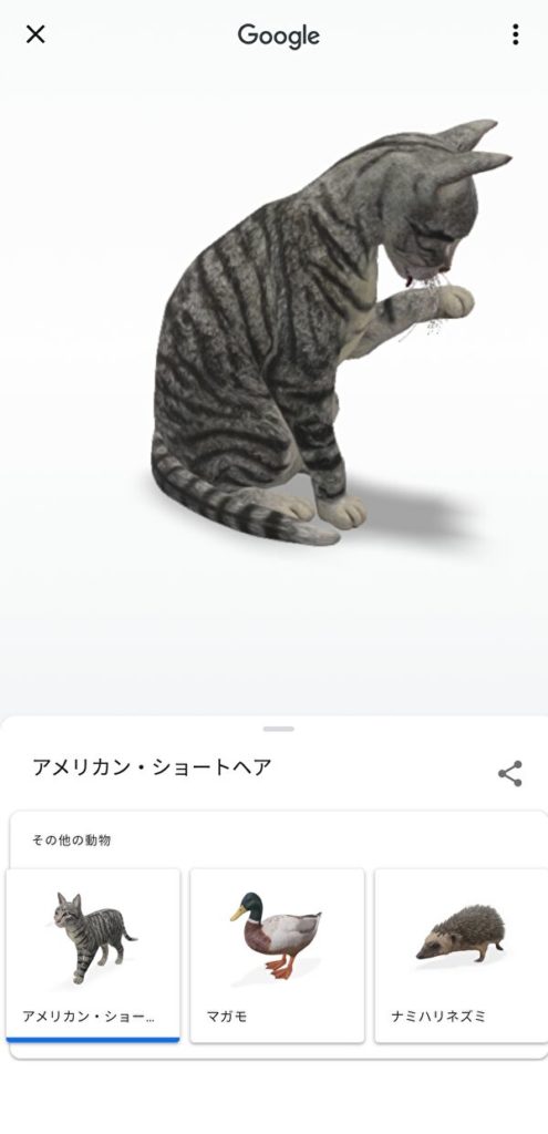 google検索 3D 猫
